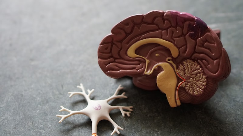 Brain health supported by essential nutrients like choline