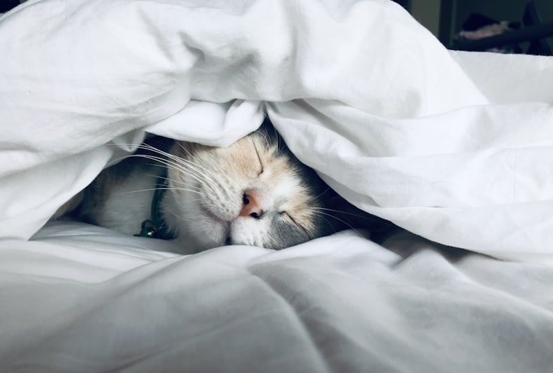 Restful sleep supported by proper nutrient balance